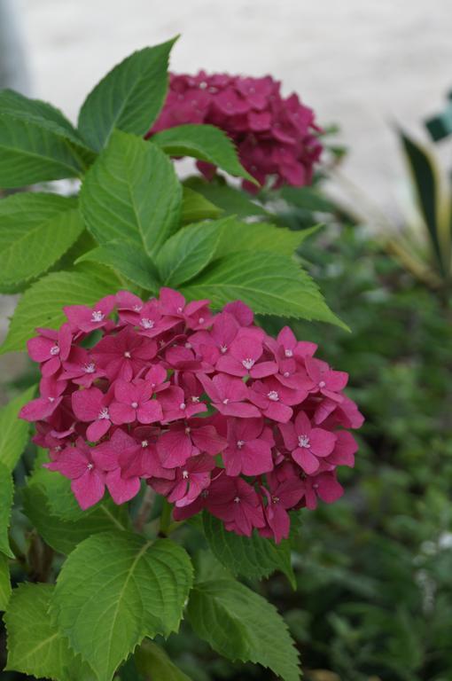 מצוונה קונצחי Olesya Guesthouse מראה חיצוני תמונה